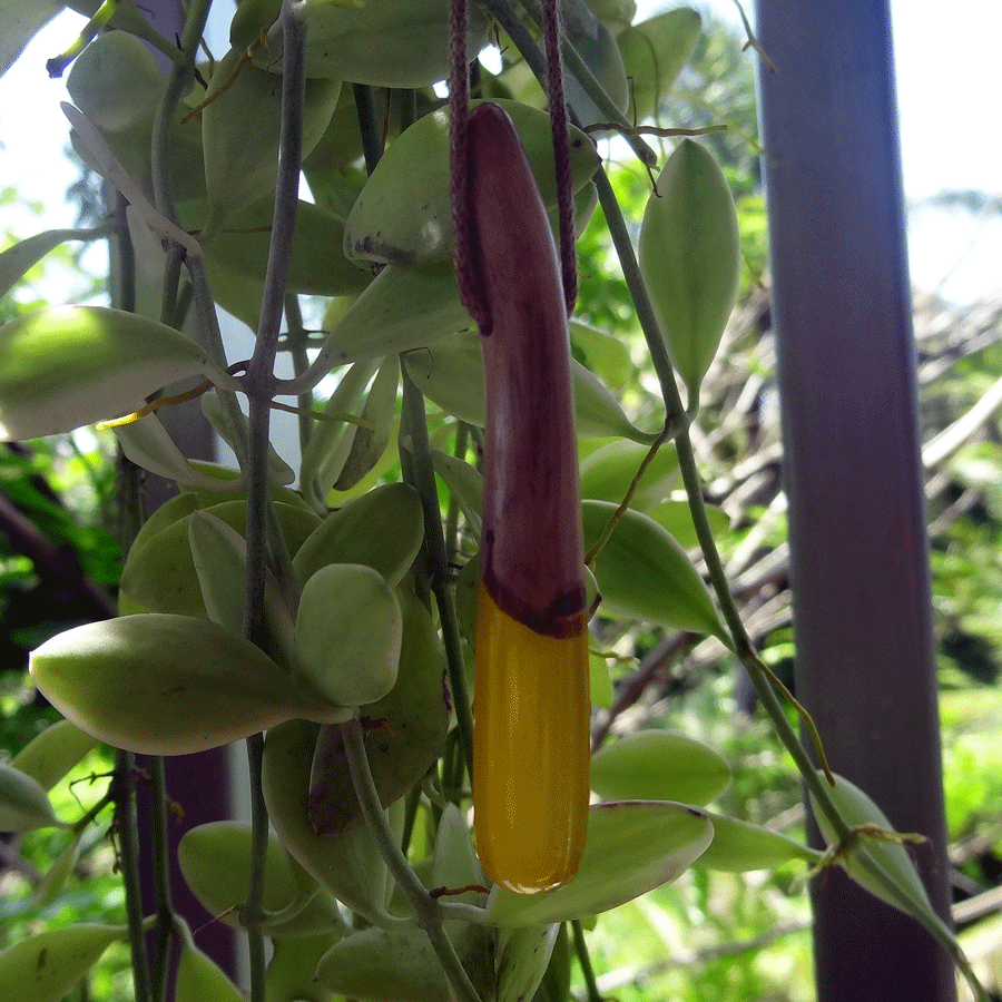 Driftwood with yellow resin