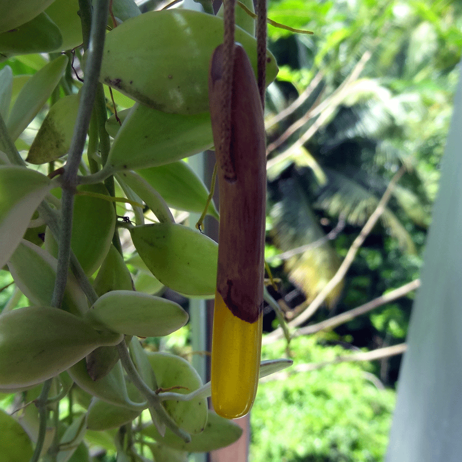 Driftwood with yellow resin