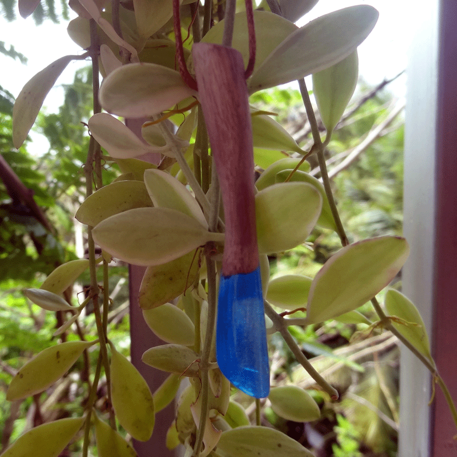 Driftwood with blue resin